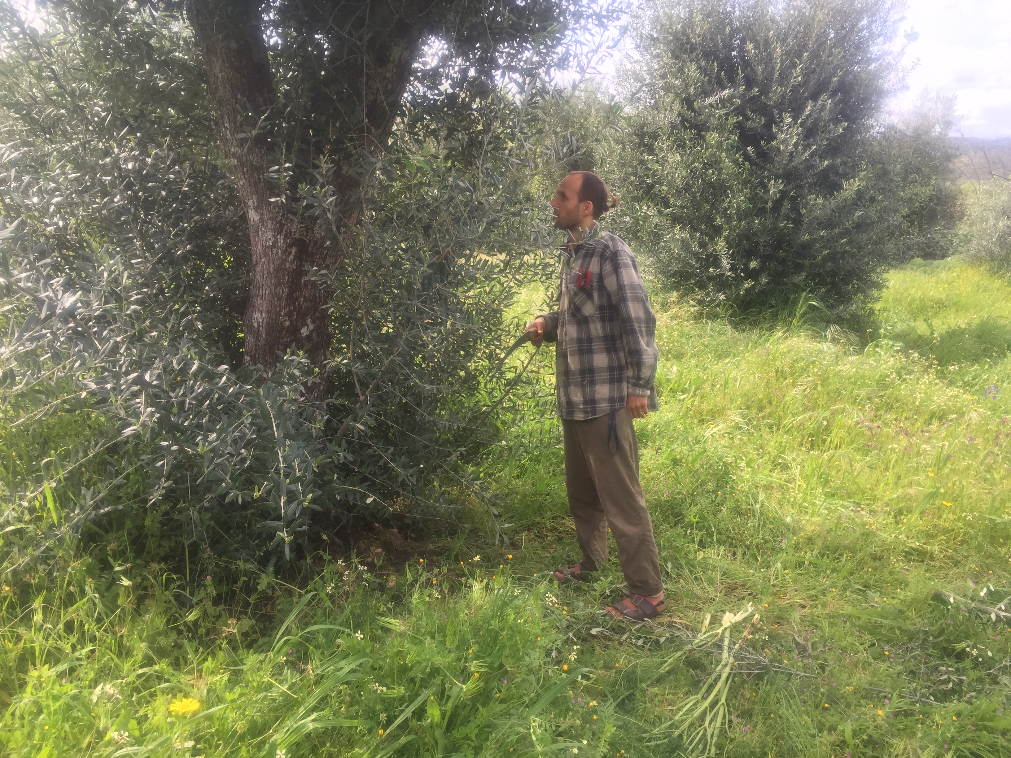 Ben / Bharat Berwing pruning olive trees.