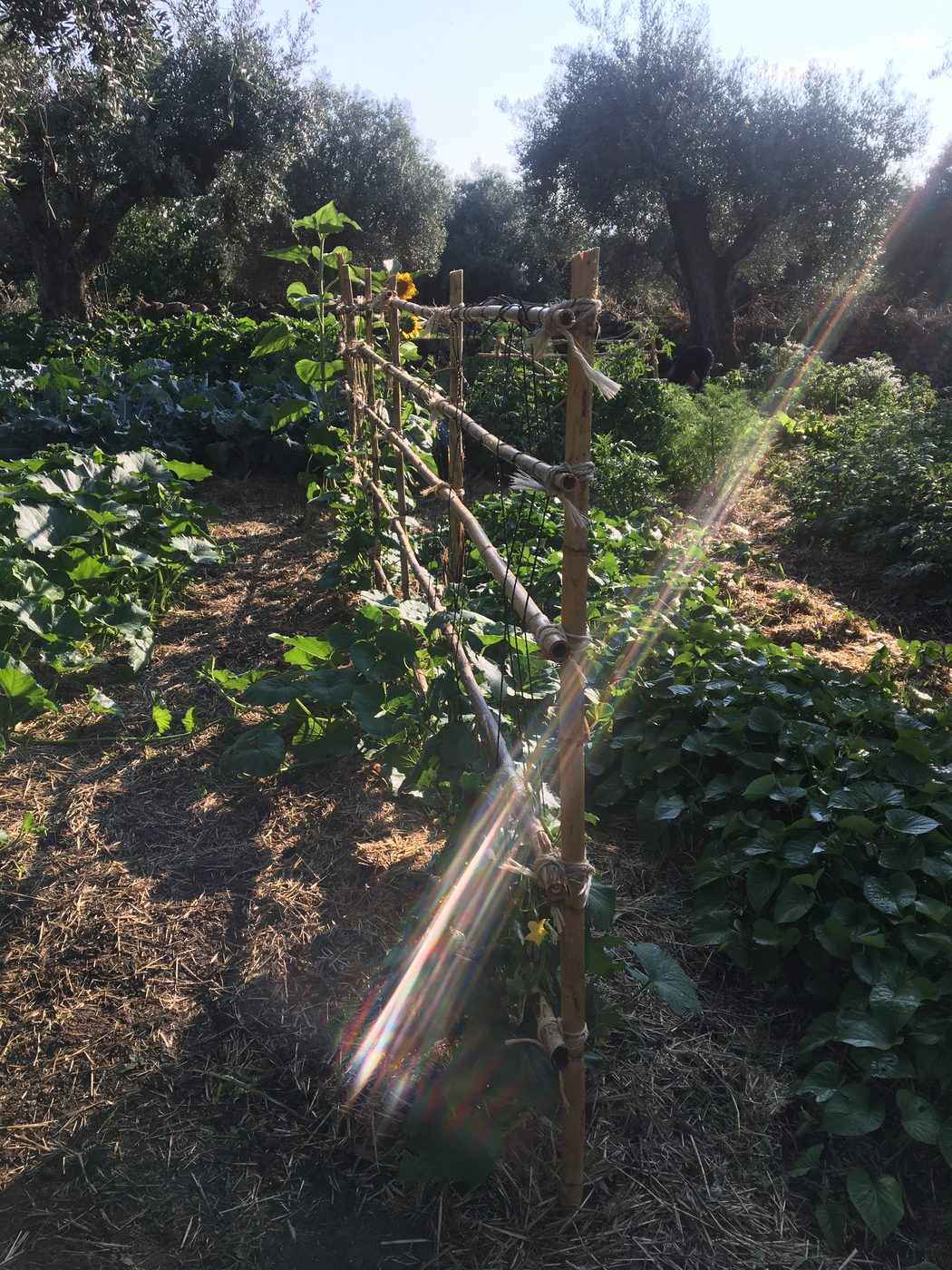 Sunlit garden with bamboo trellis and abundant crops