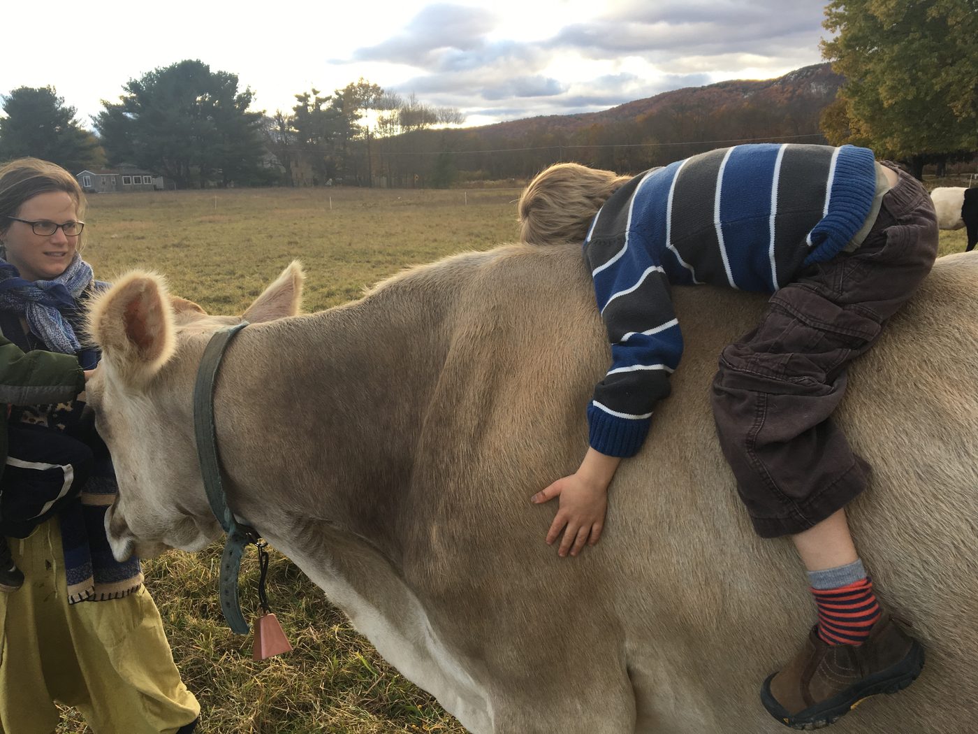 Child with cow on a family farm