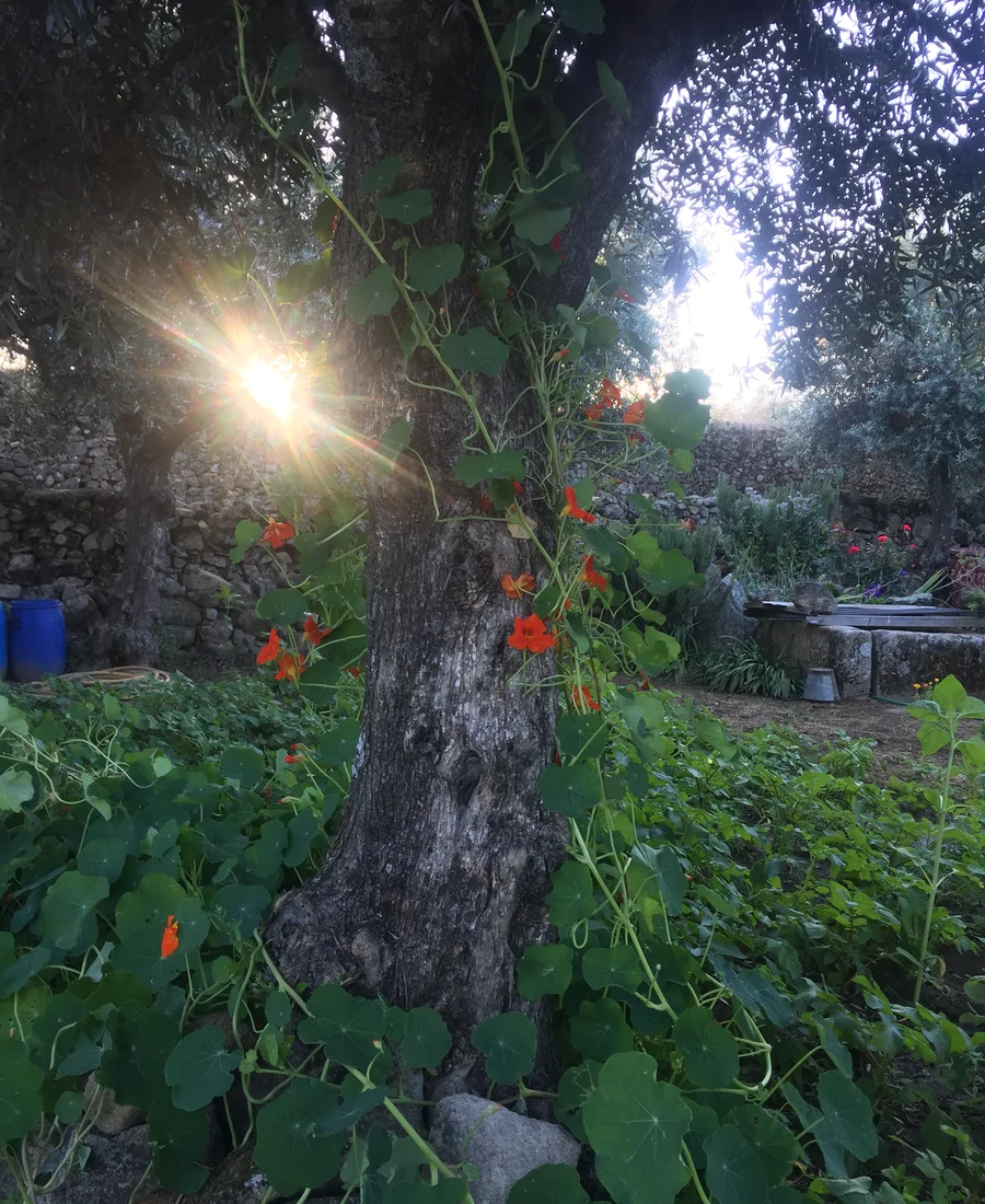 Olive trees in Portugal