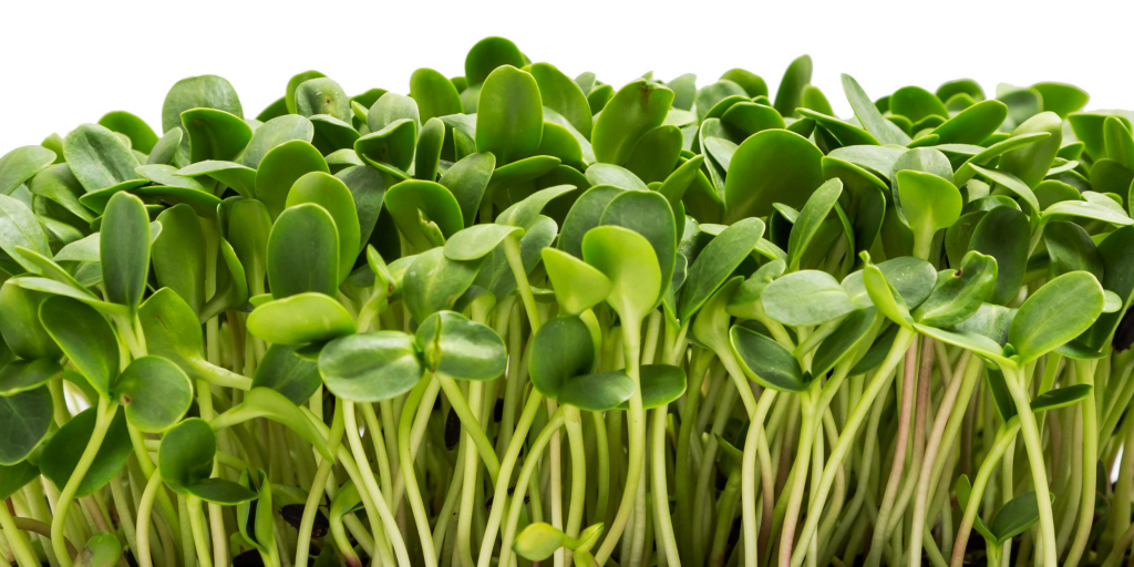 sunflowermicrogreens